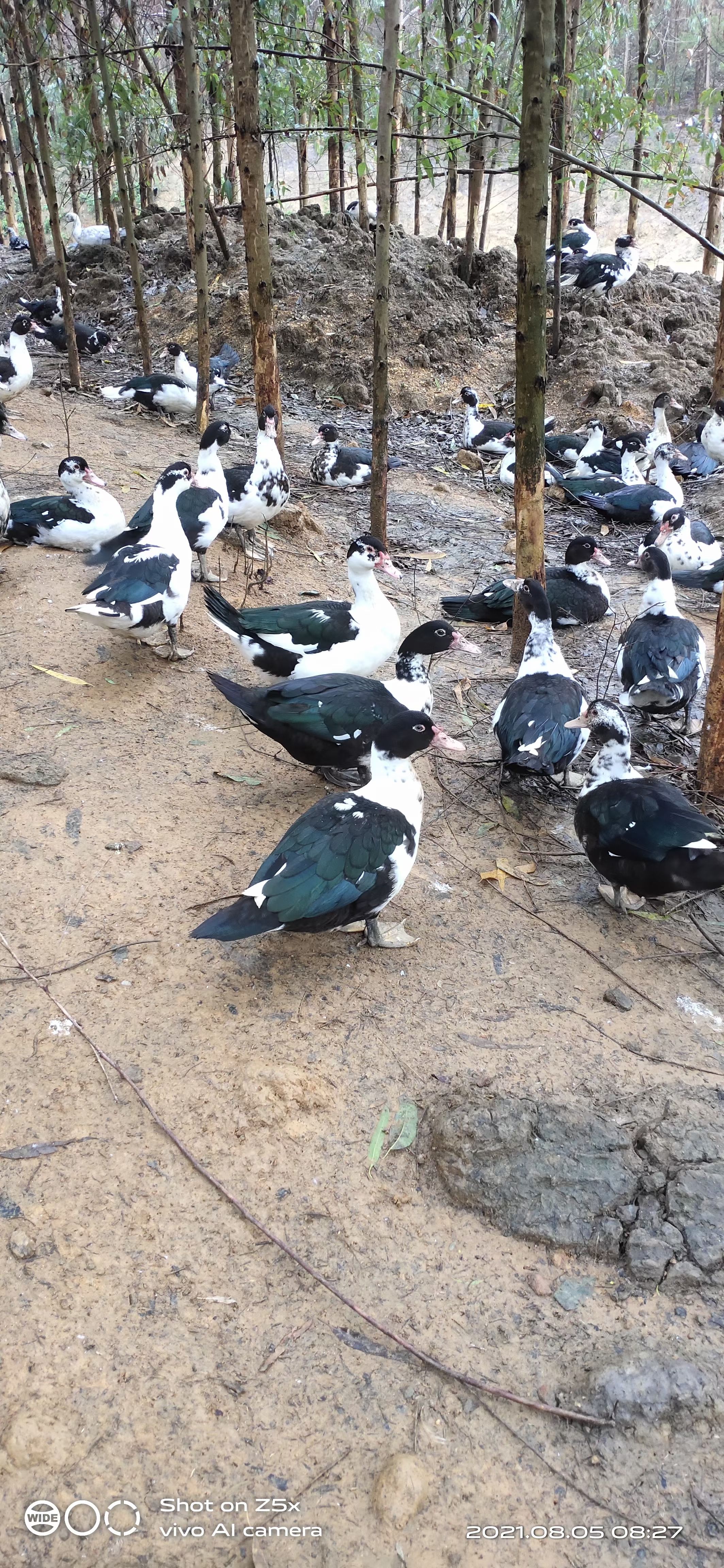 现有大量水鸭出售