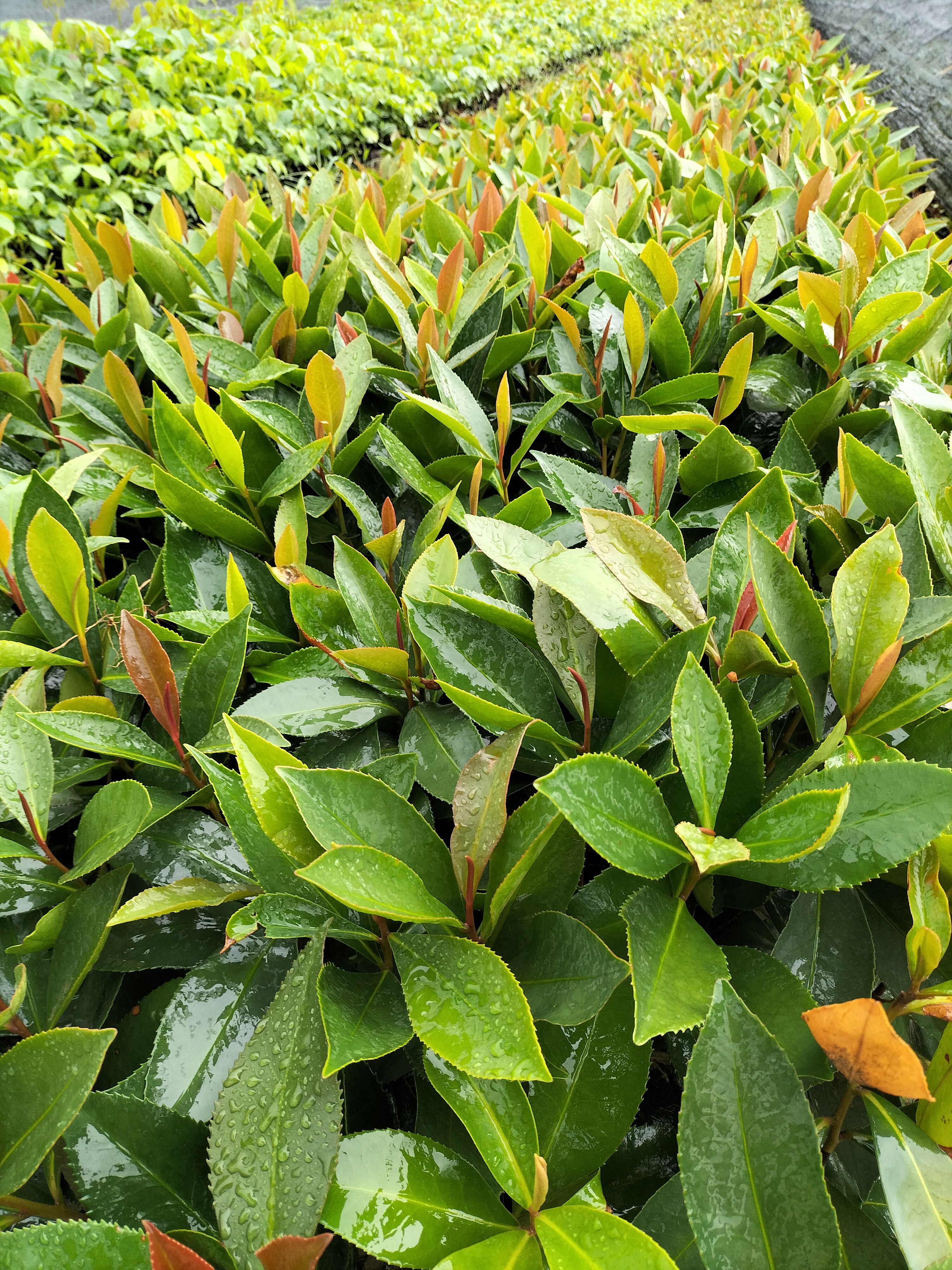 大头茶树  大头茶杯苗