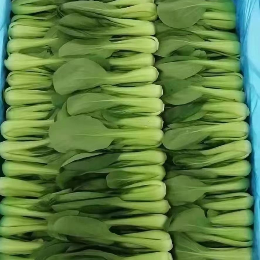 上海青  油菜精品小中颗油菜