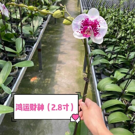 蝴蝶蘭2023