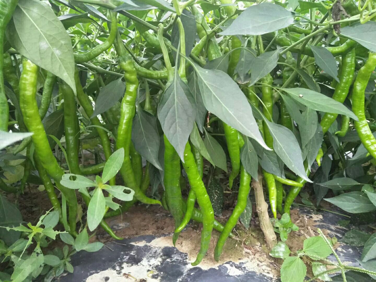 线椒  辣椒