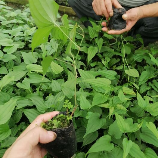 桂林百部苗 百部红花杯苗
