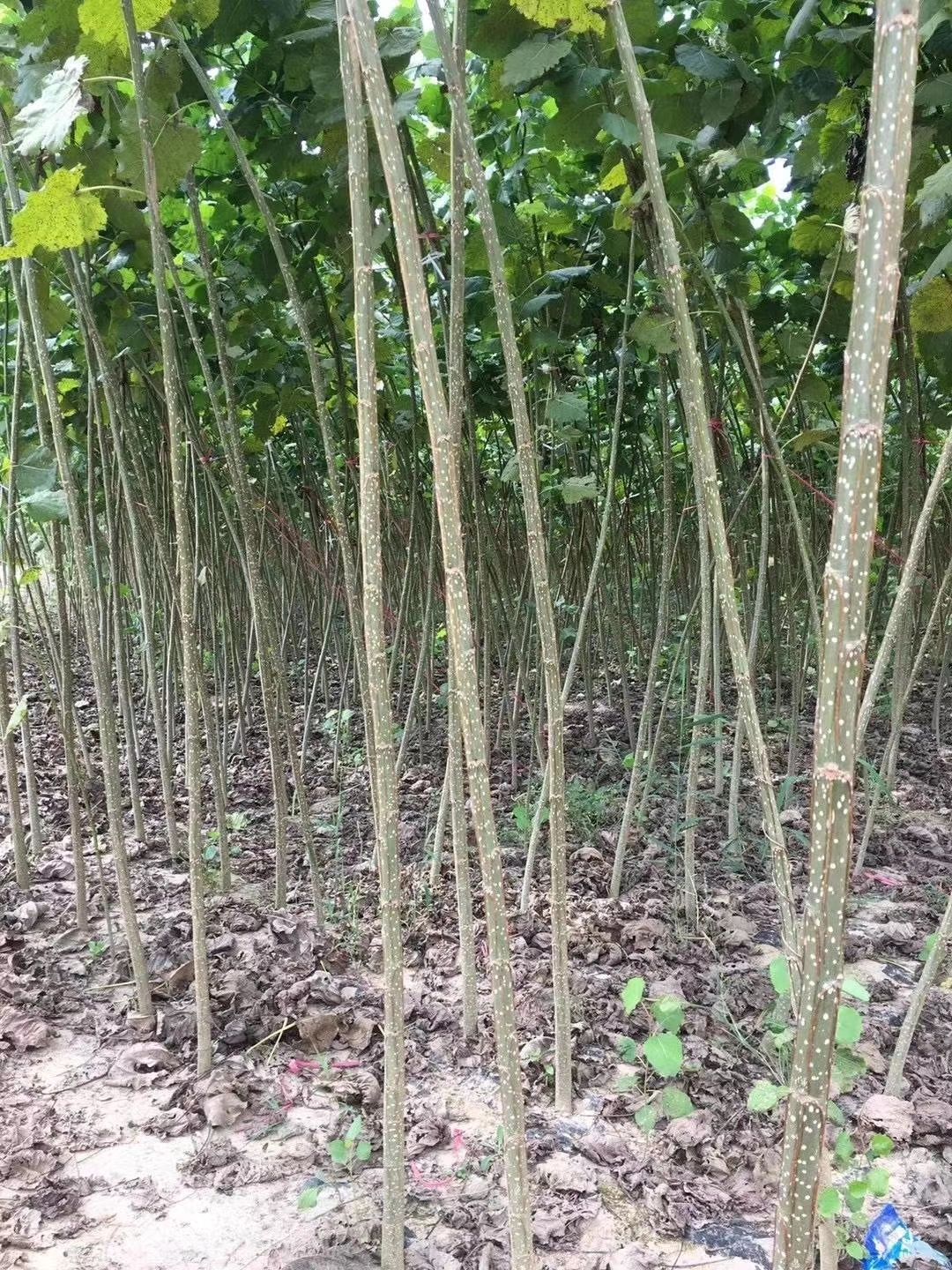 无絮杨树（3804）