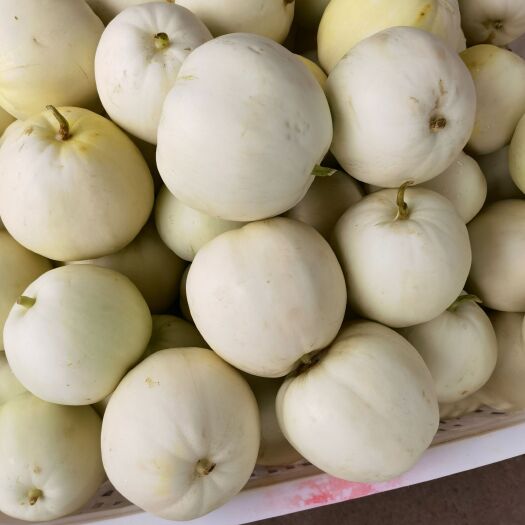 甜宝甜瓜  精品甜瓜！
