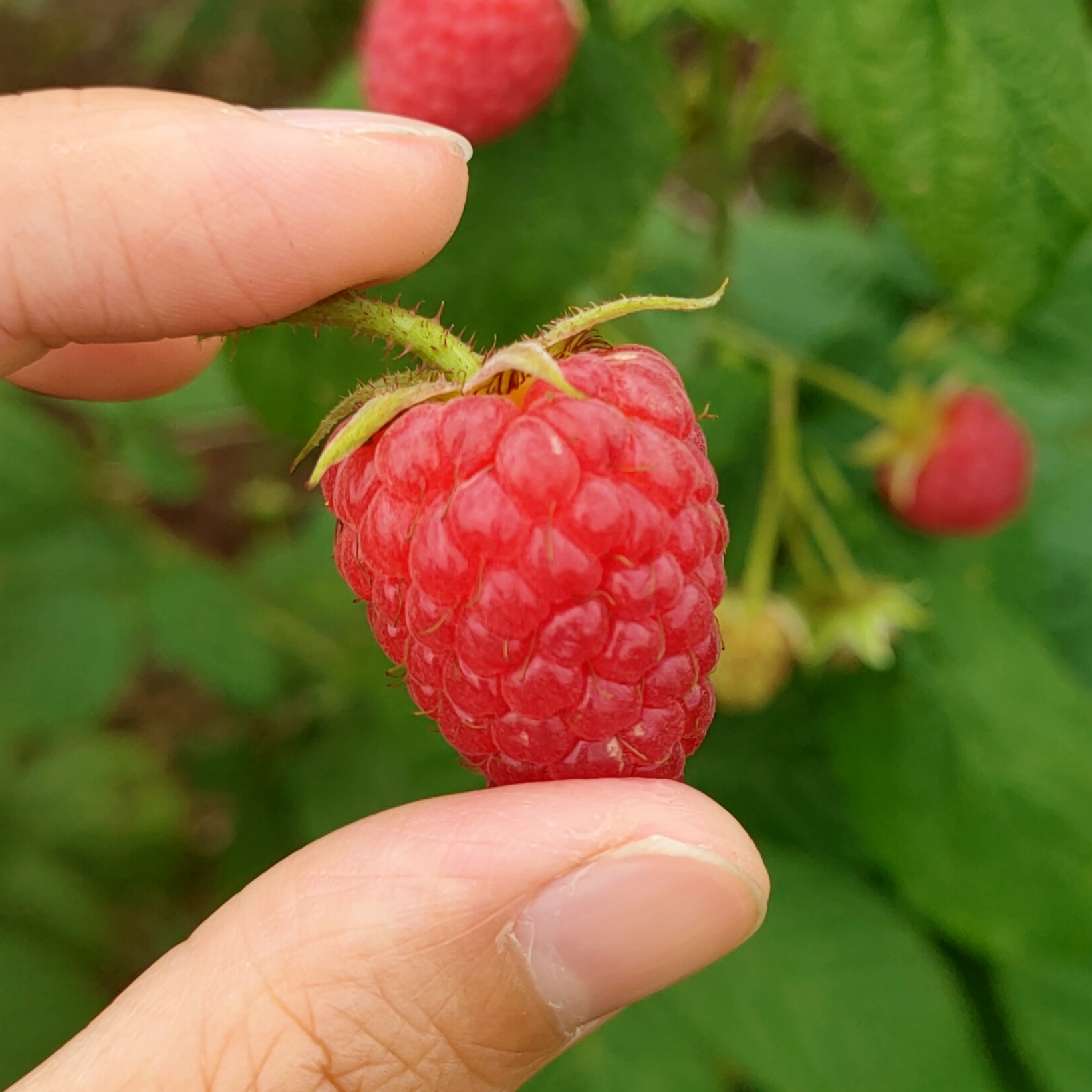白山红树莓苗  树莓苗 双季红树莓 包邮 基地直供 南北方种植 当年挂果