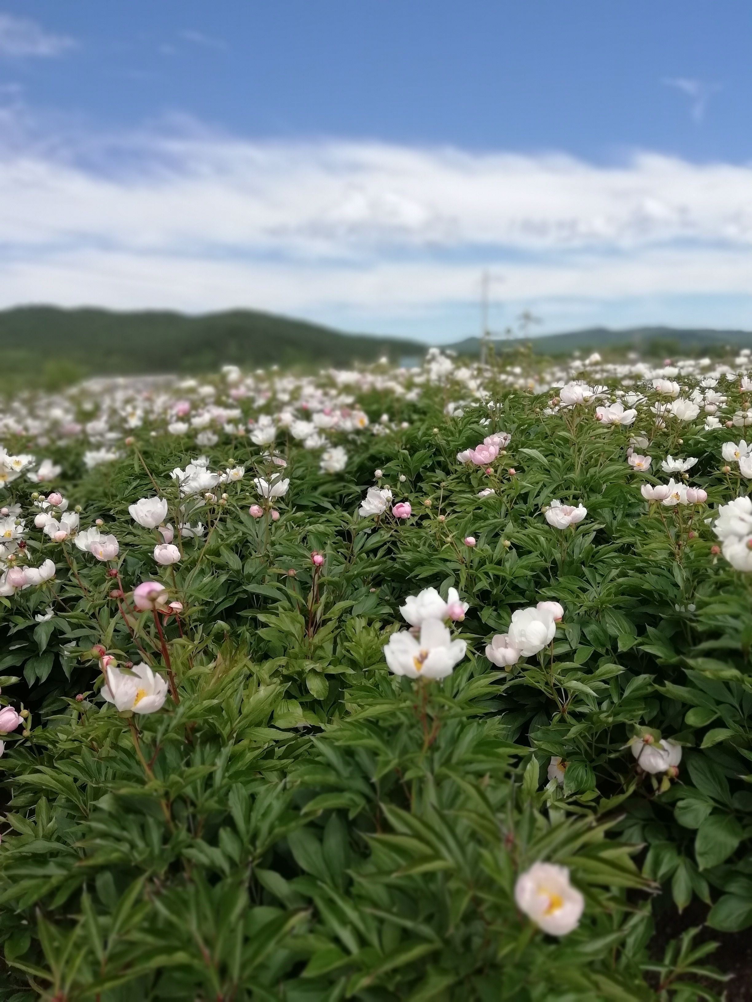 中药材赤芍  赤芍鲜货
