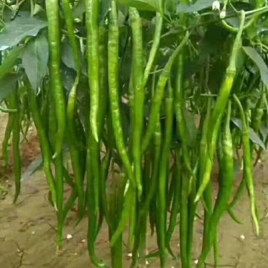 蒲城县线椒  陕西蒲城辣椒月底大量上市，需要的联系