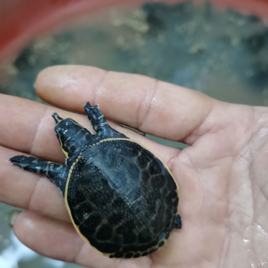平南县珍珠鳖  珍鳖 供应各龟鳖苗