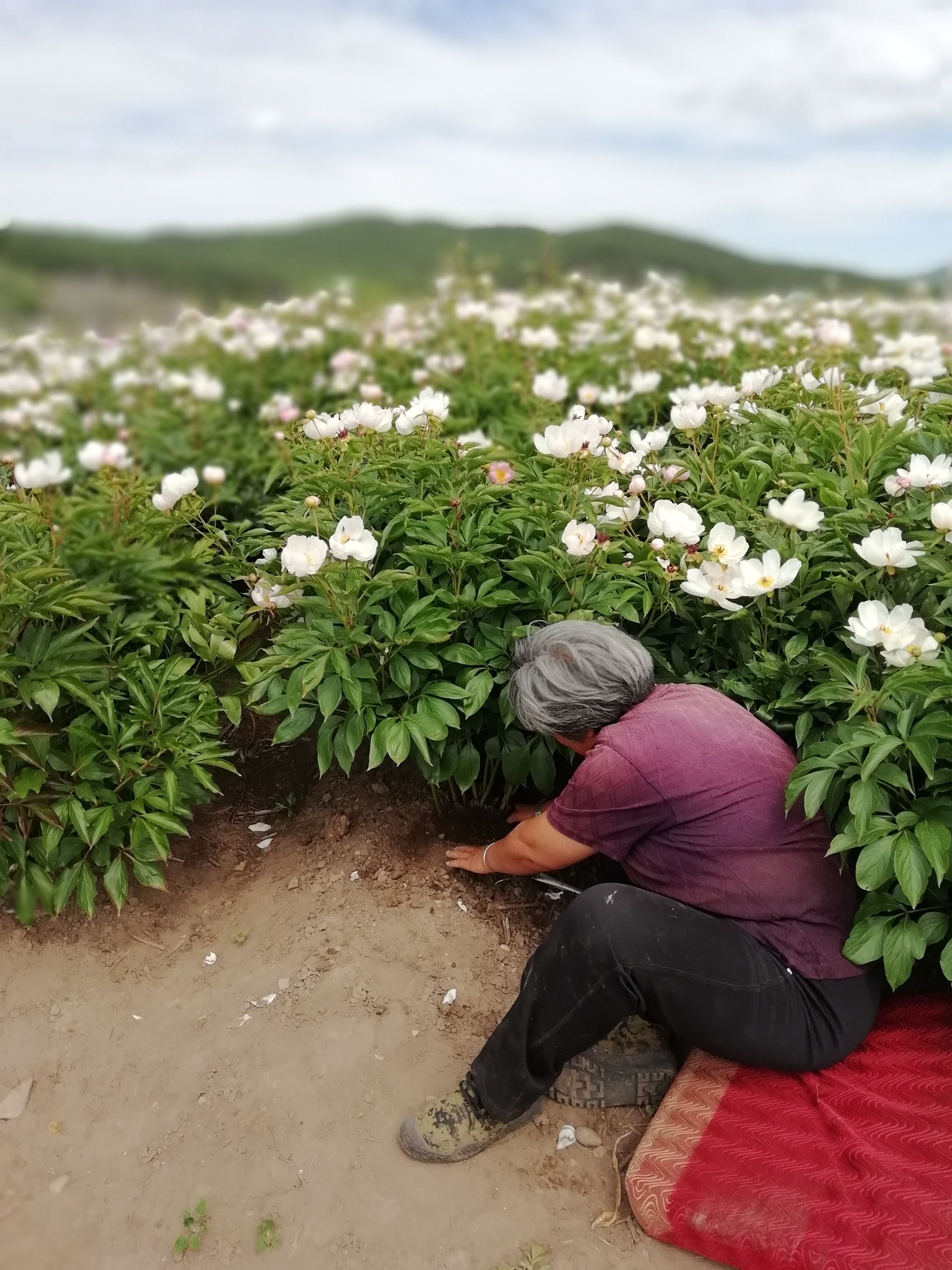 中药材赤芍  赤芍鲜货