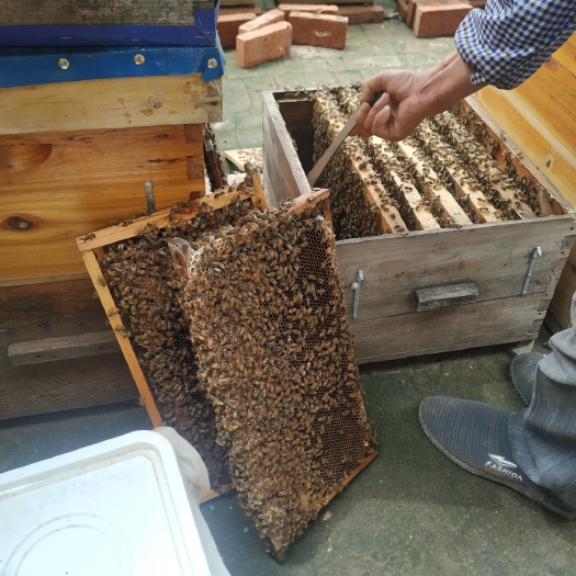 平泉市土蜂蜜 槐花蜜 洋槐蜜 养蜂人直销