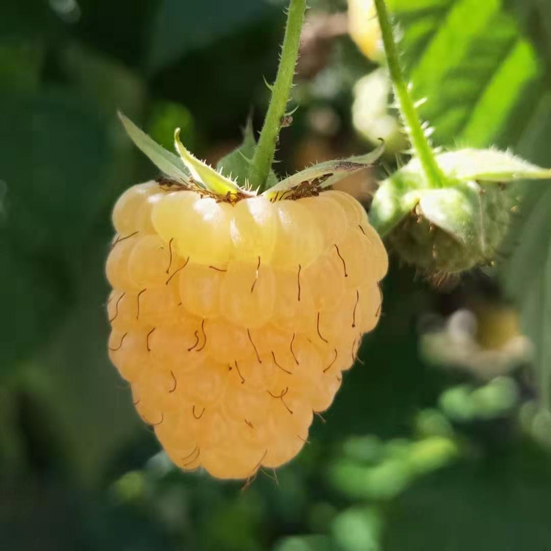 黄树莓苗  树莓 双季黄树莓 20-30cm  当年结果 包邮  发货快