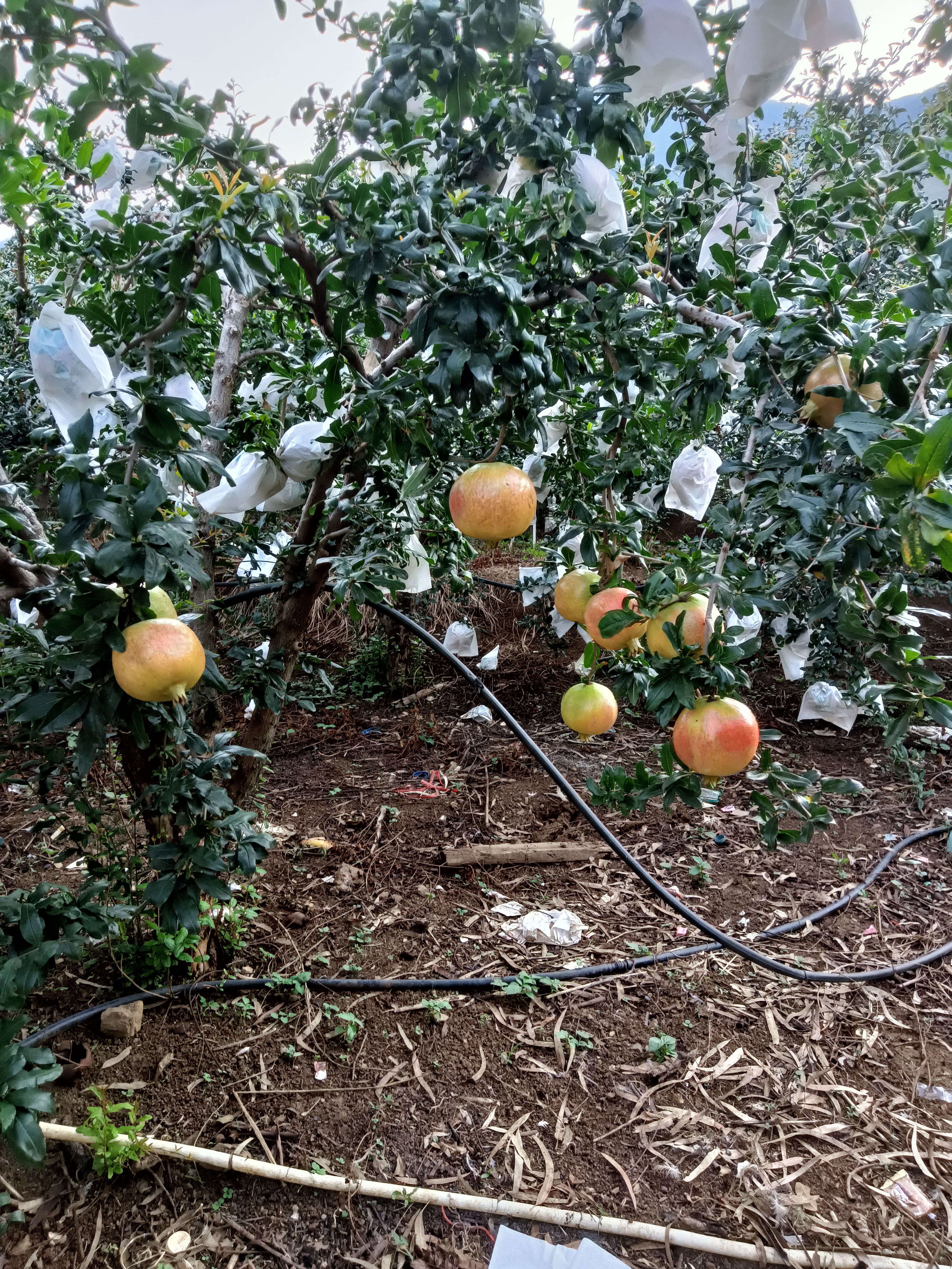  丽江永胜粉红水晶突尼斯软籽石榴