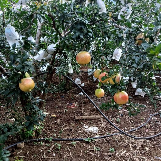 永胜县 丽江永胜粉红水晶突尼斯软籽石榴