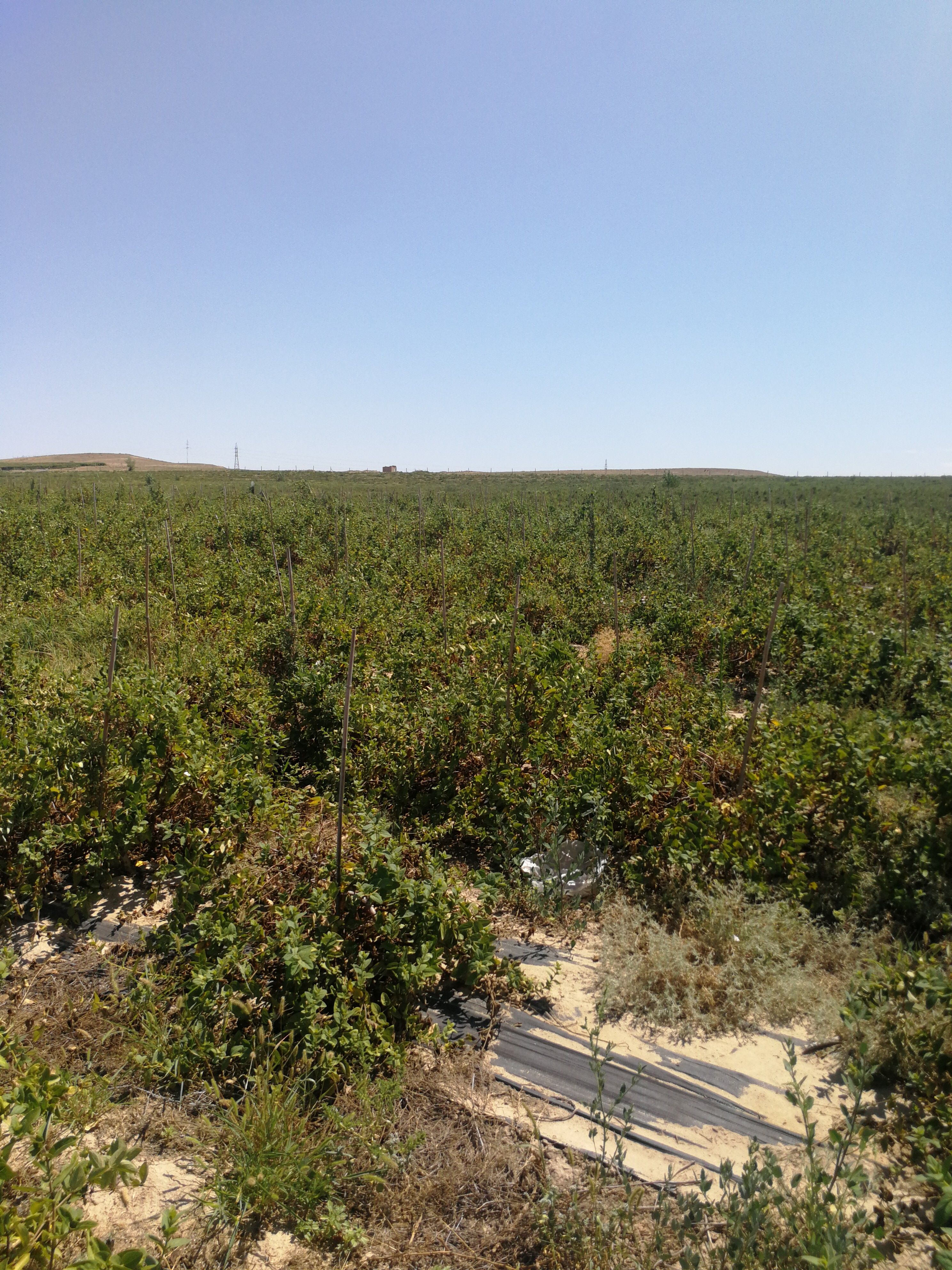 北花一号金银花苗 5年清地的金银花苗
