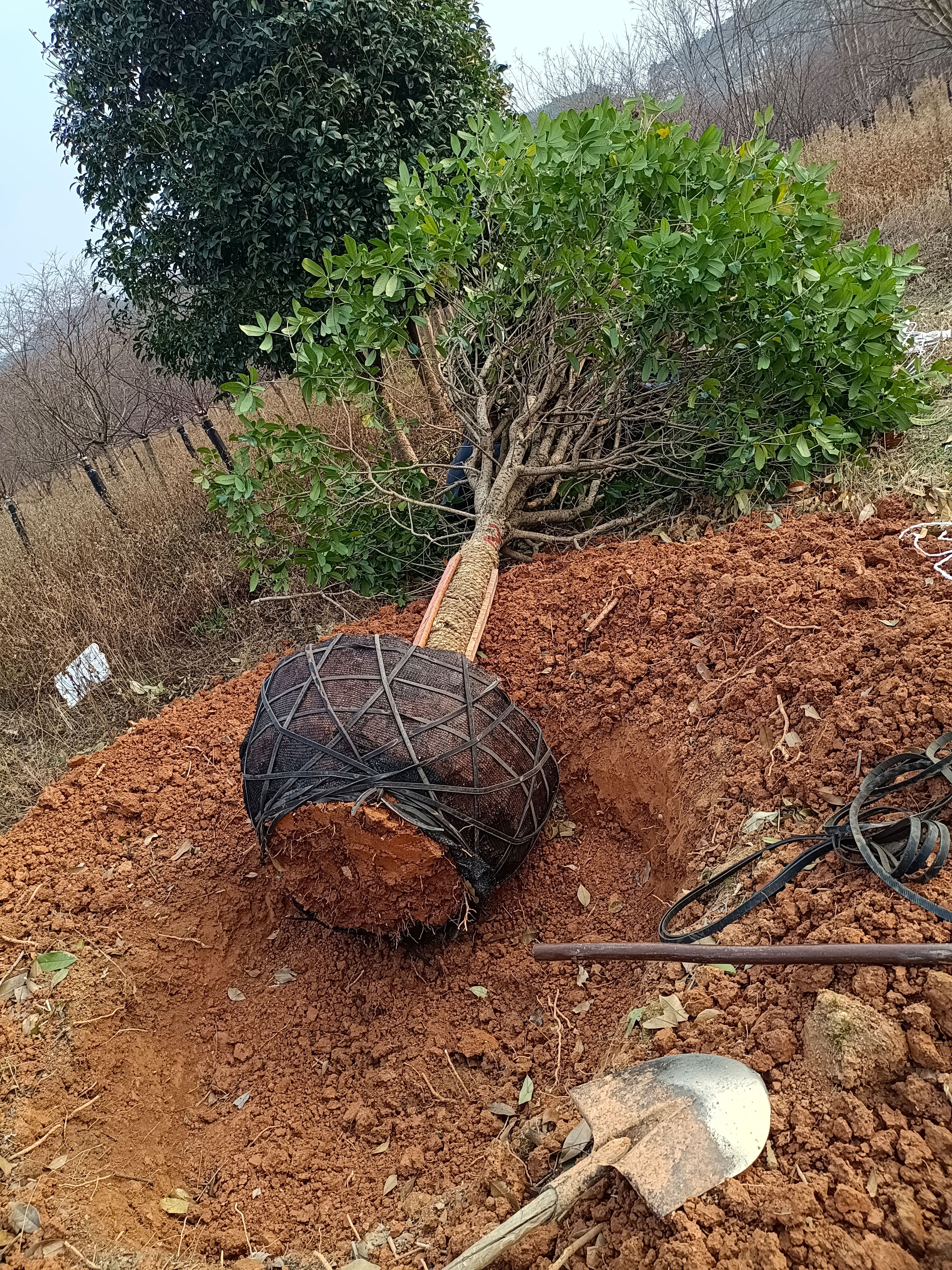 八月桂  精品20公分桂花，桂林货价格不高需要什么老板可以考察！欢迎！