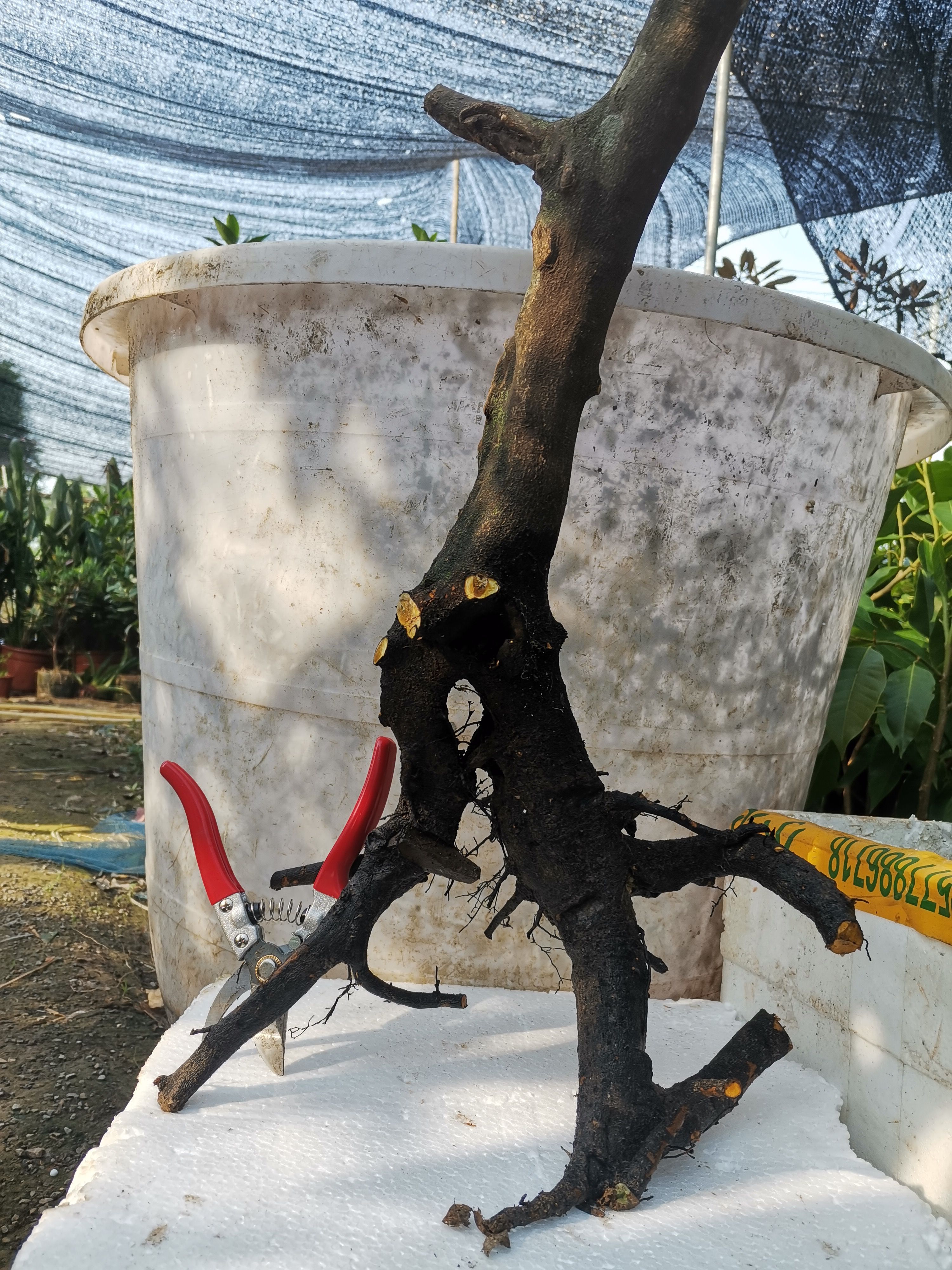 金豆桩 盆景素材