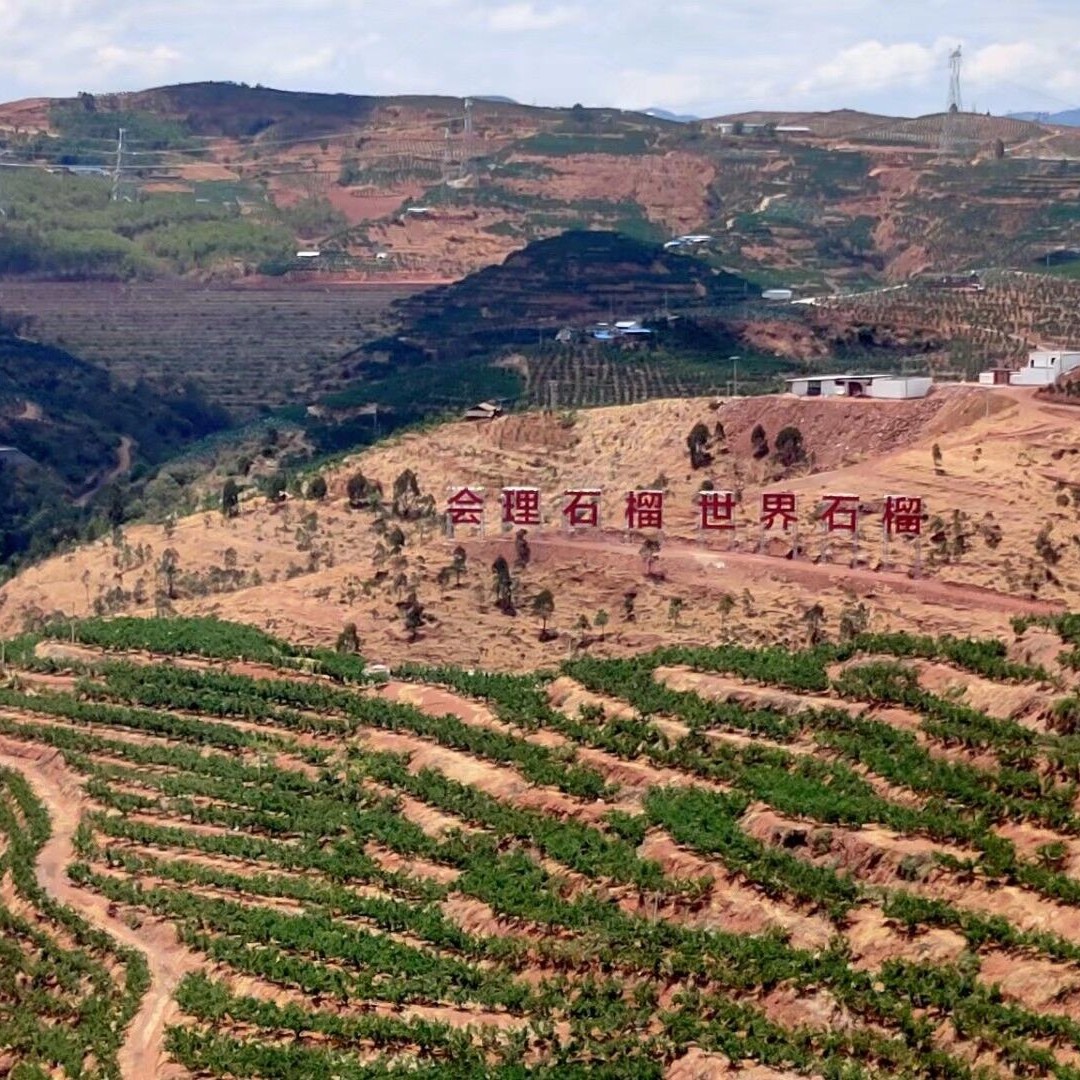 突尼斯软籽石榴 会理石榴成熟了，欢迎合作哦，。