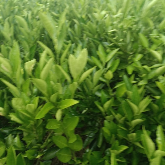石门县园丰脐橙苗 园丰纽荷尔脐橙苗