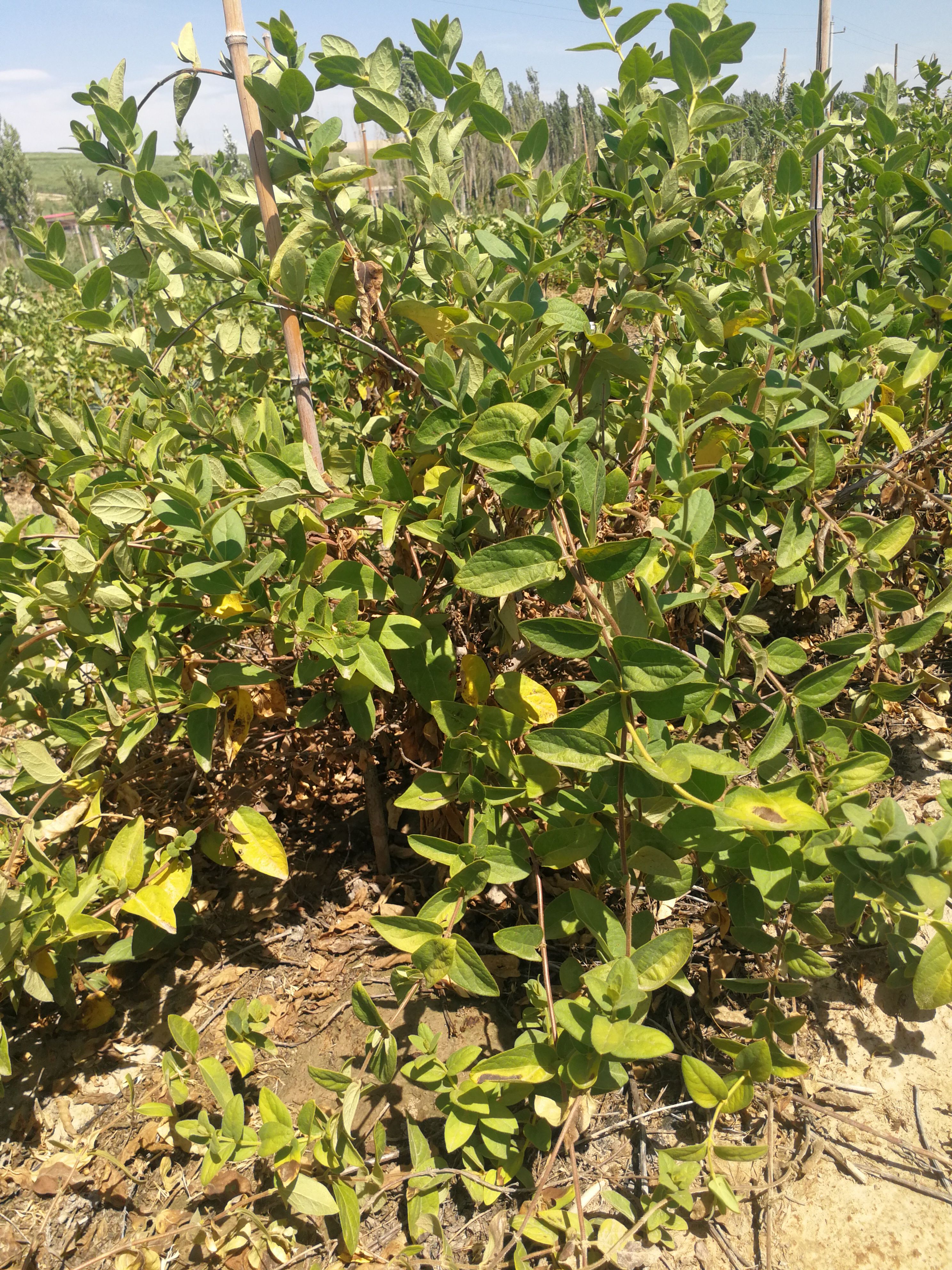 北花一号金银花苗 5年清地的金银花苗