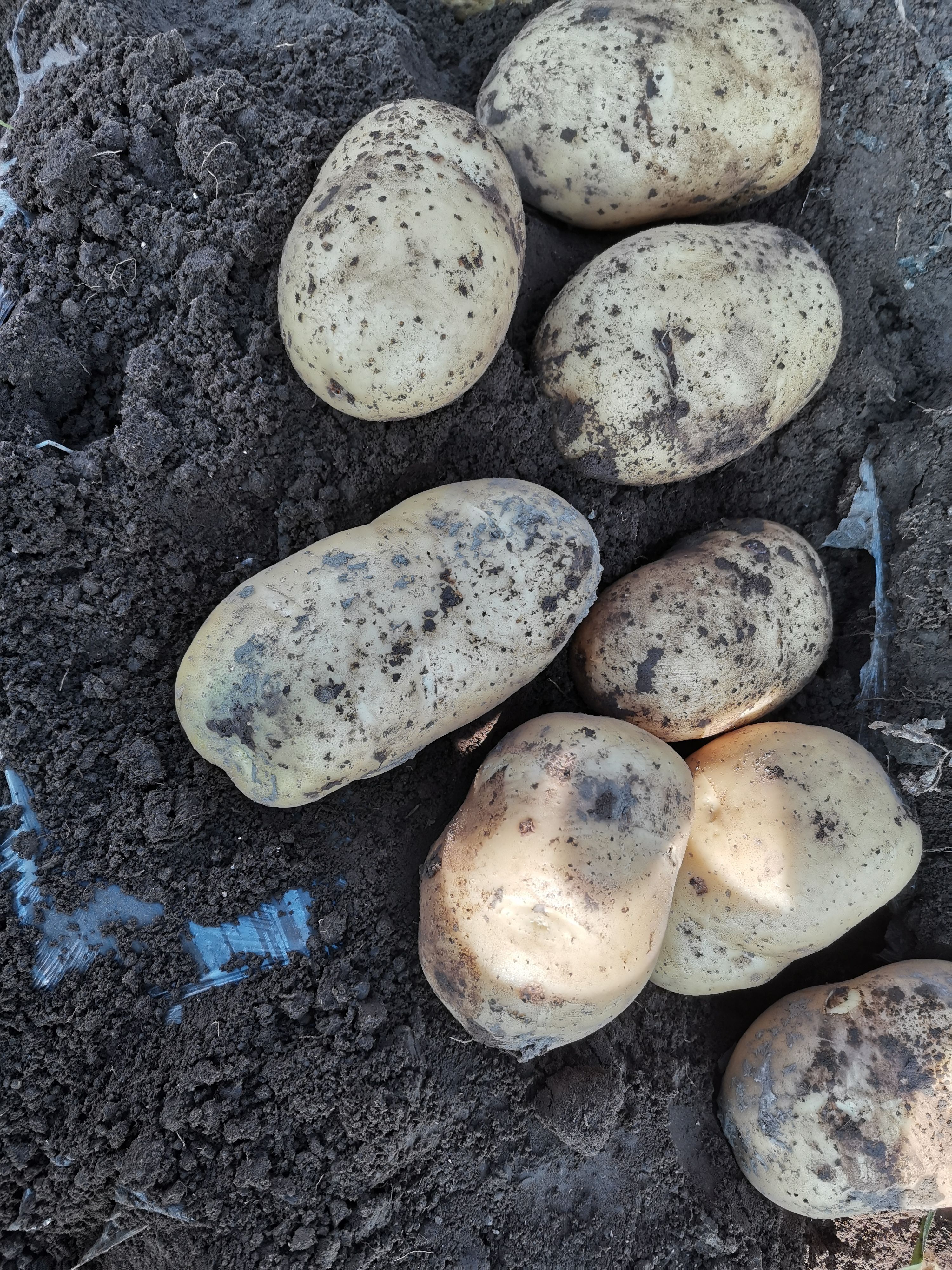 白心226土豆  质量优良 大量供应 诚信为本