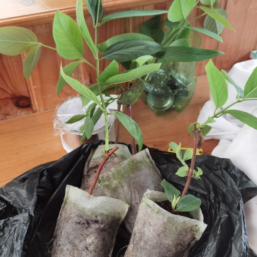 隆回县山银花苗 湘蕾金银花【扦插苗】