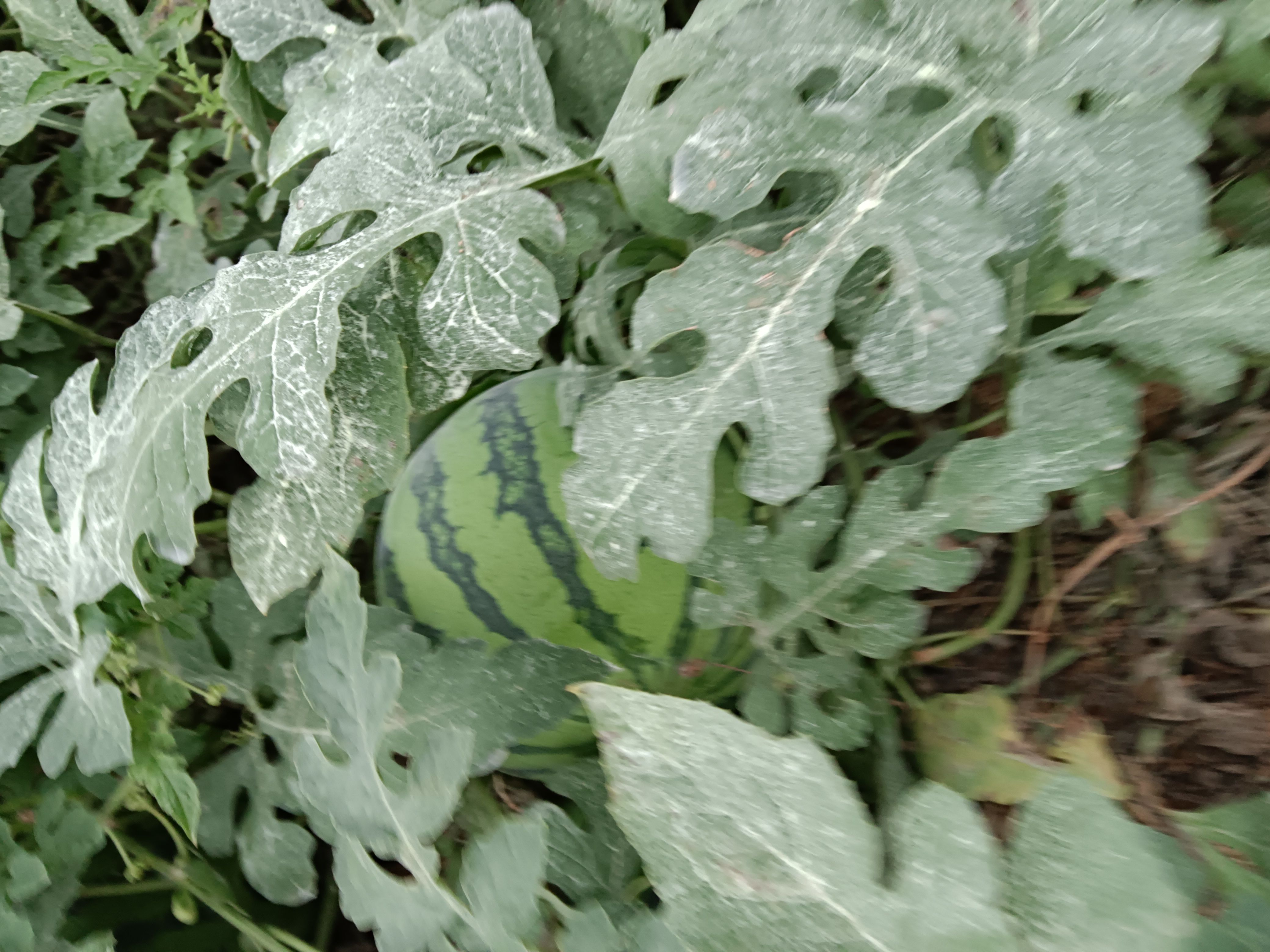 美都西瓜 预售（8天左右可采摘大小瓜一起销售）