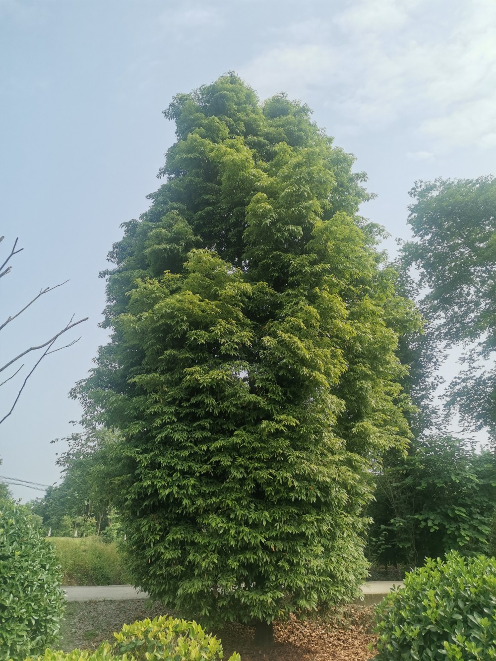 小叶桢楠  低价处理小叶楠32公分1株．全冠，娄底青，货巴造