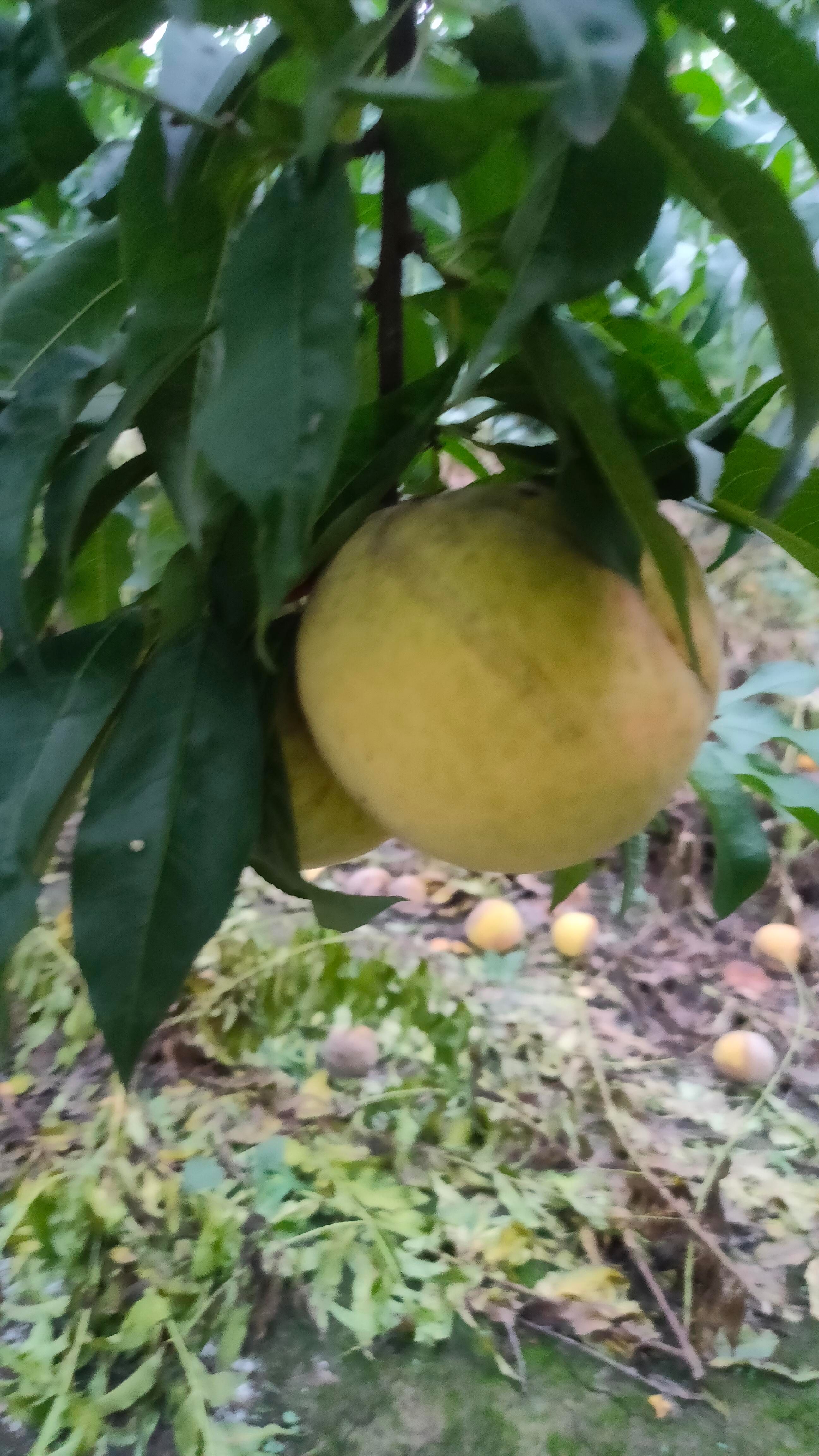 锦绣黄桃  一箱也发货