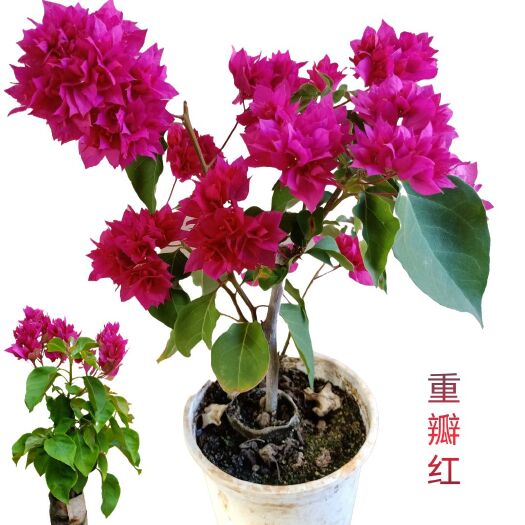 重瓣三角梅  重瓣红 三角梅杯苗云南基地直销，质量保证品种纯