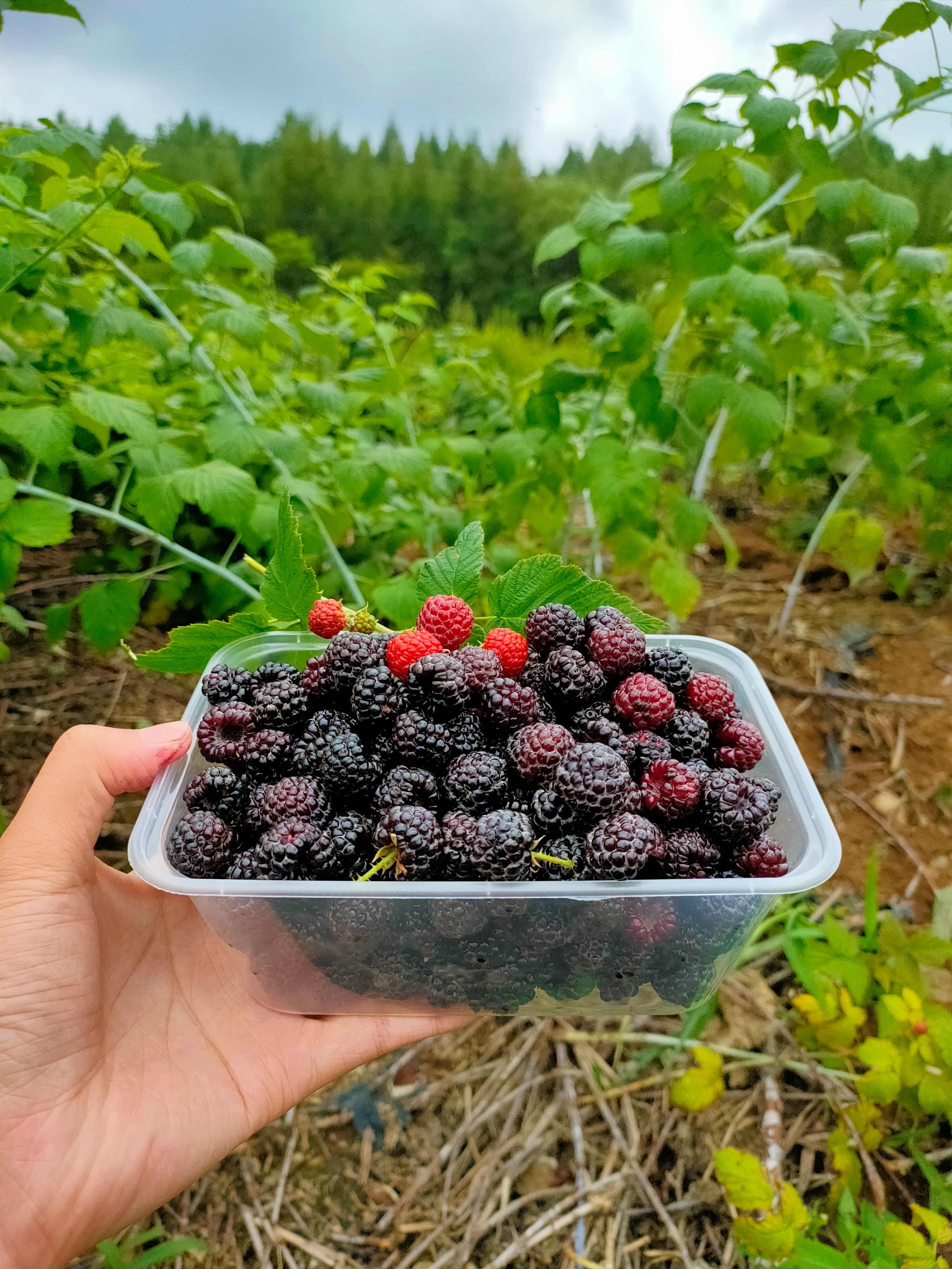 黑树莓苗  黑树莓 25-35cm  基地直供 包邮  发货快