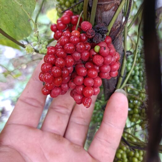 粉防己200种子包邮，好管理包教技术