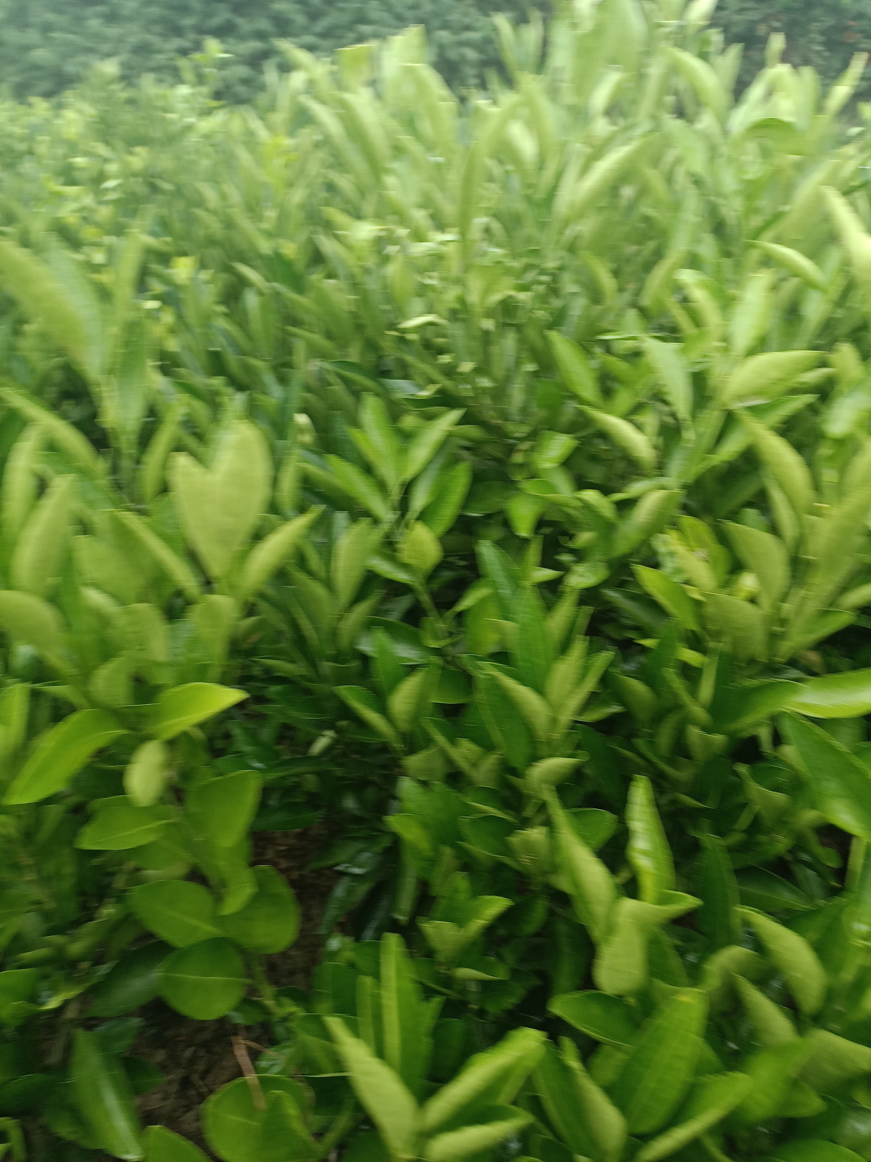 园丰脐橙苗 园丰纽荷尔脐橙苗