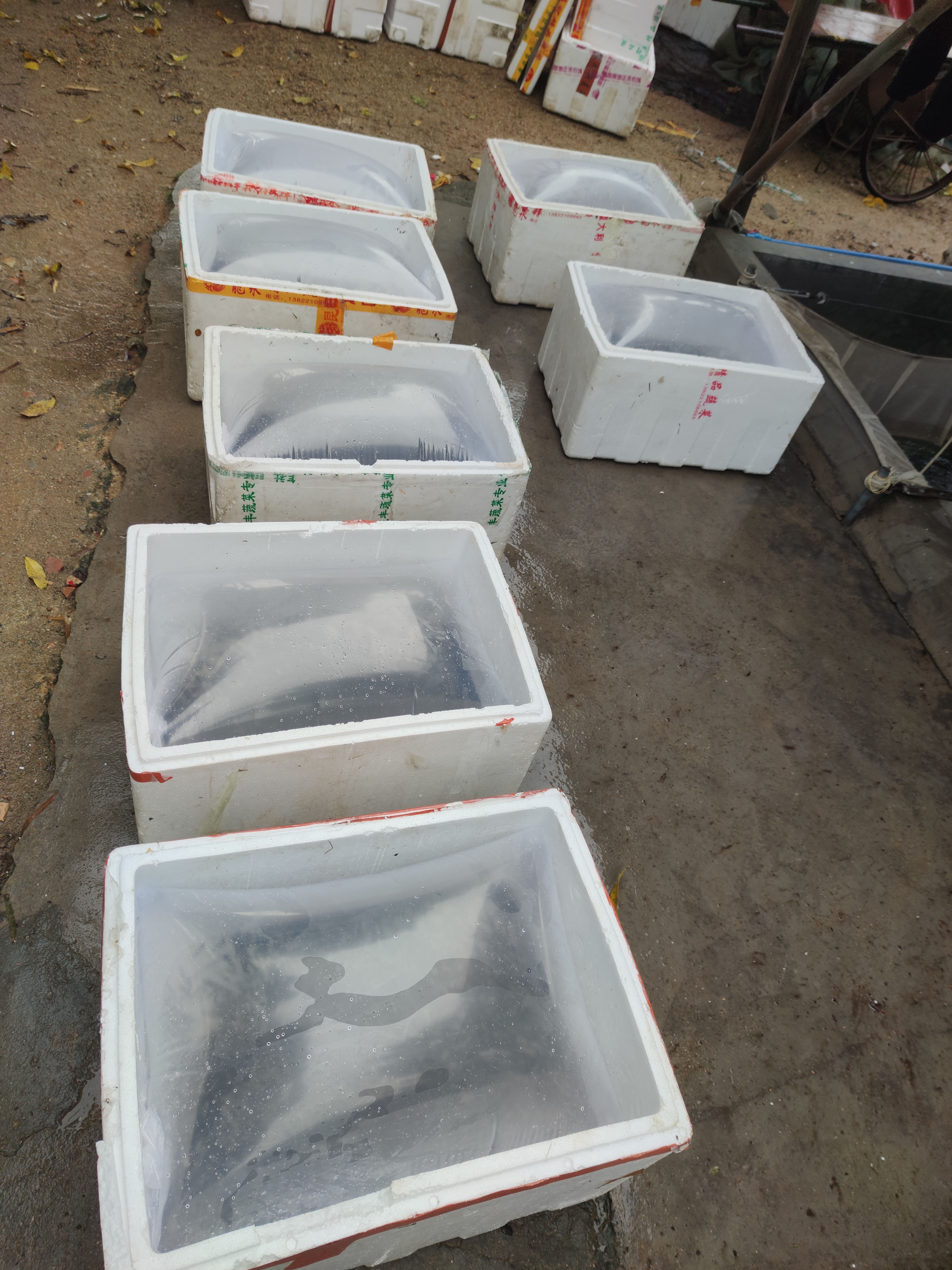 甲鱼苗多规格水鱼苗大量出售 基地发货当天到达