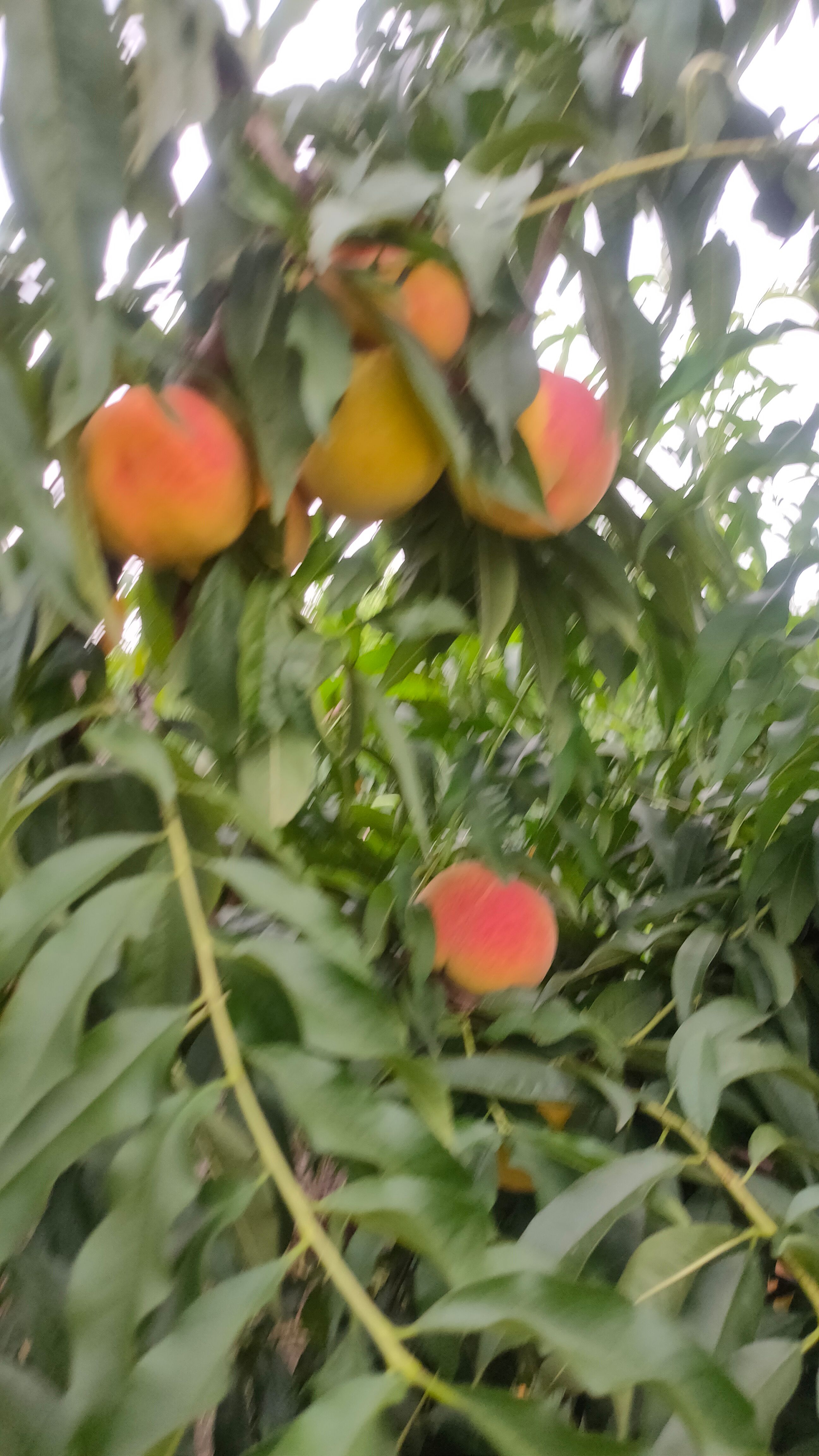 锦绣黄桃  一箱也发货