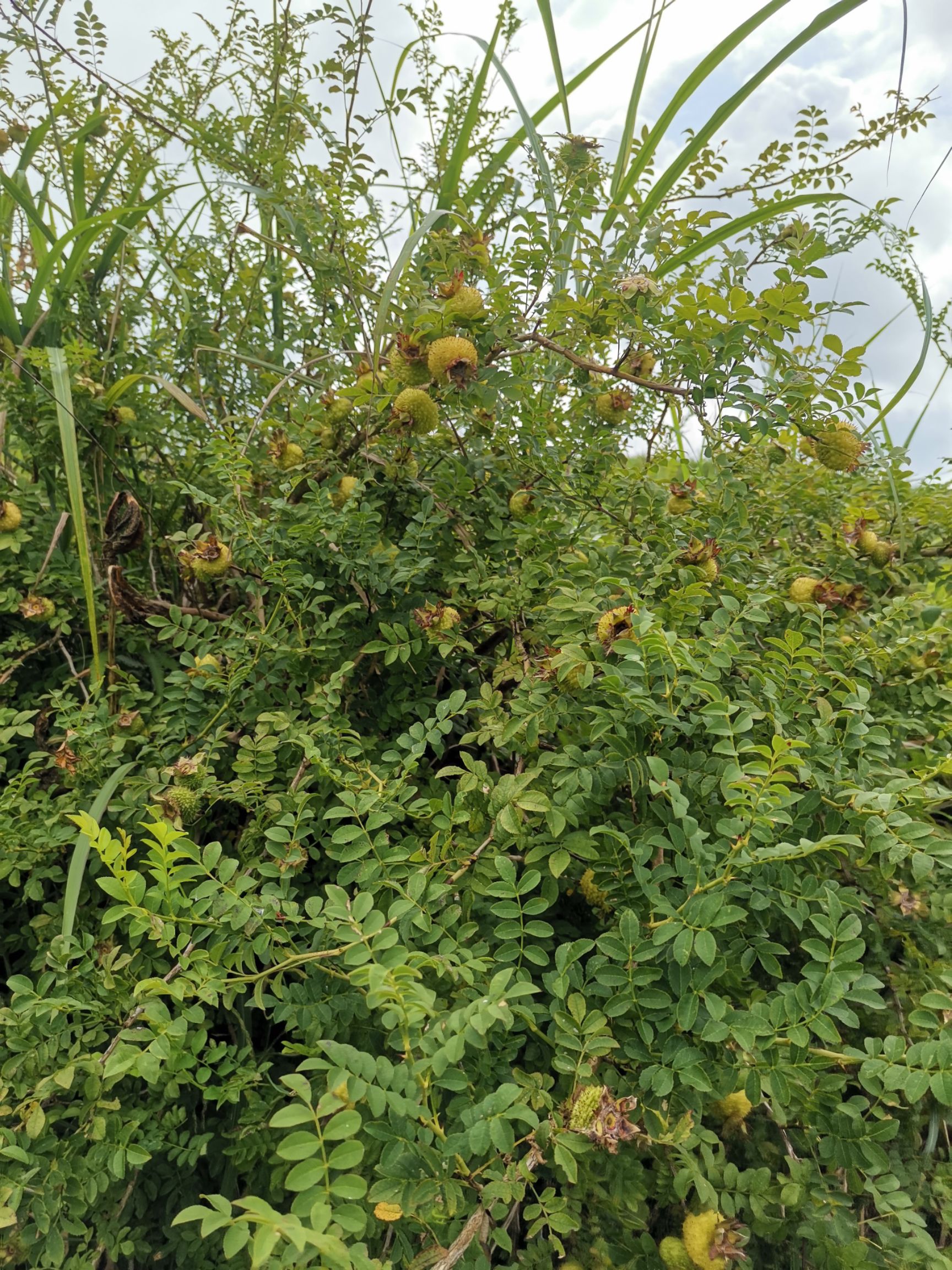  野生刺梨