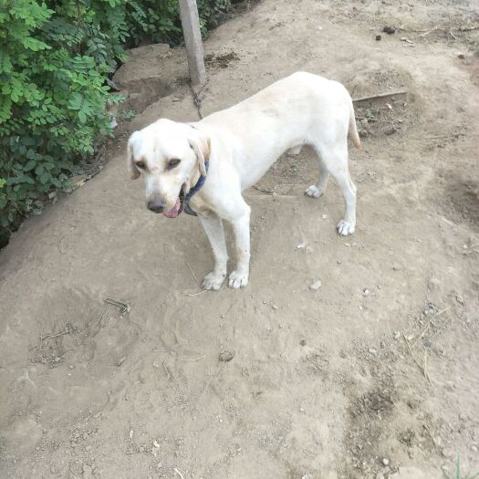 三门峡拉布拉多犬 拉布拉多
