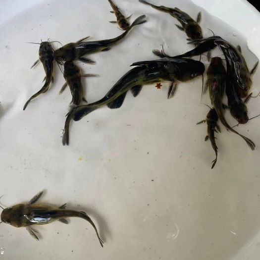 芜湖 黄骨鱼苗批发
