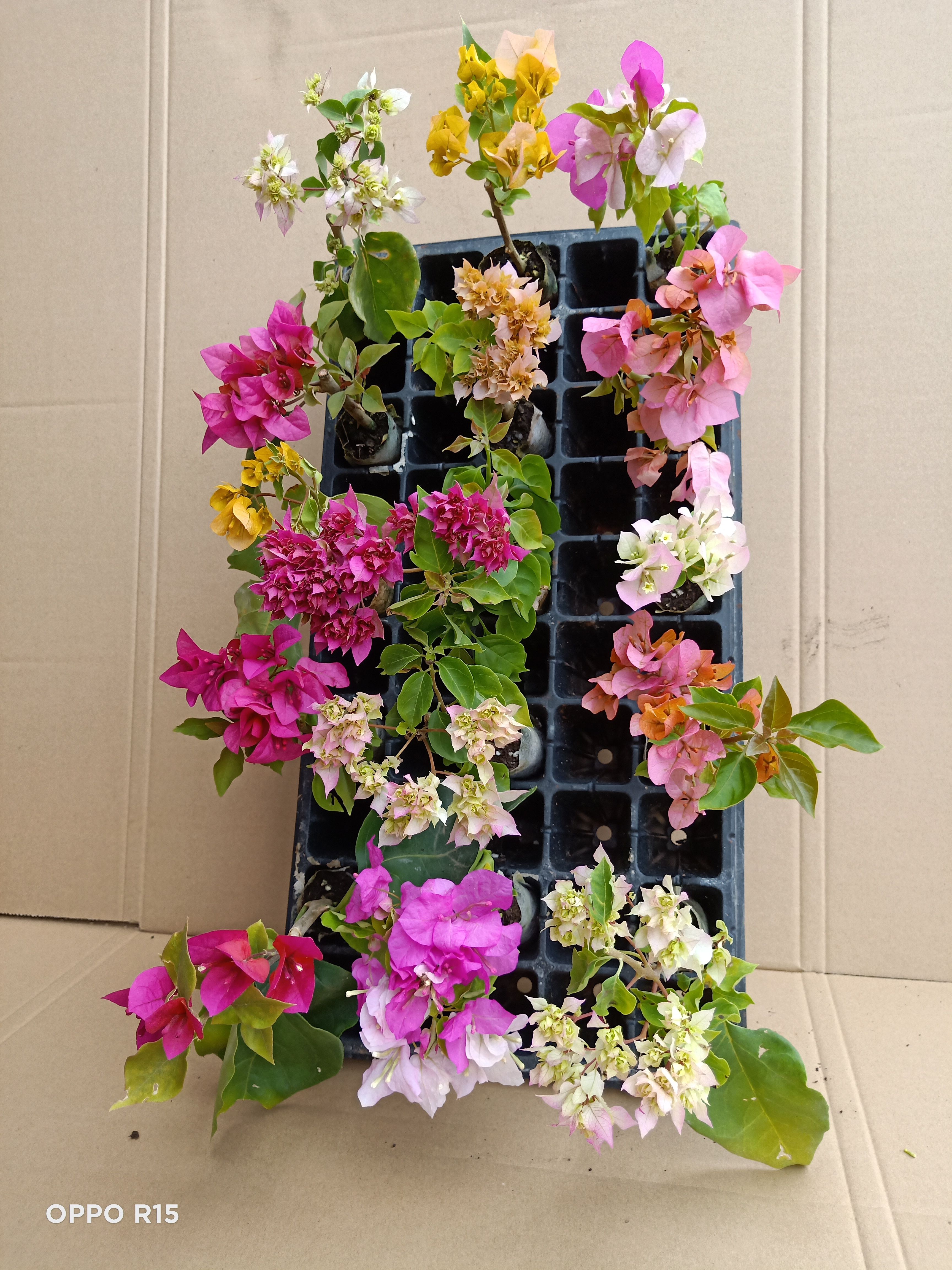 重瓣三角梅  重瓣红 三角梅杯苗云南基地直销，质量保证品种纯