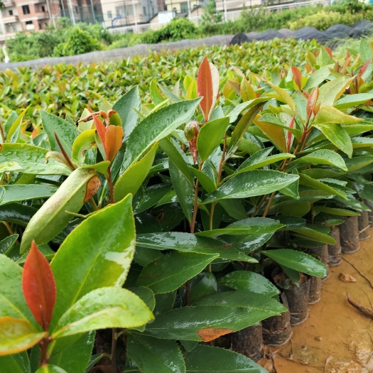 广州大头茶树  大头茶杯苗
