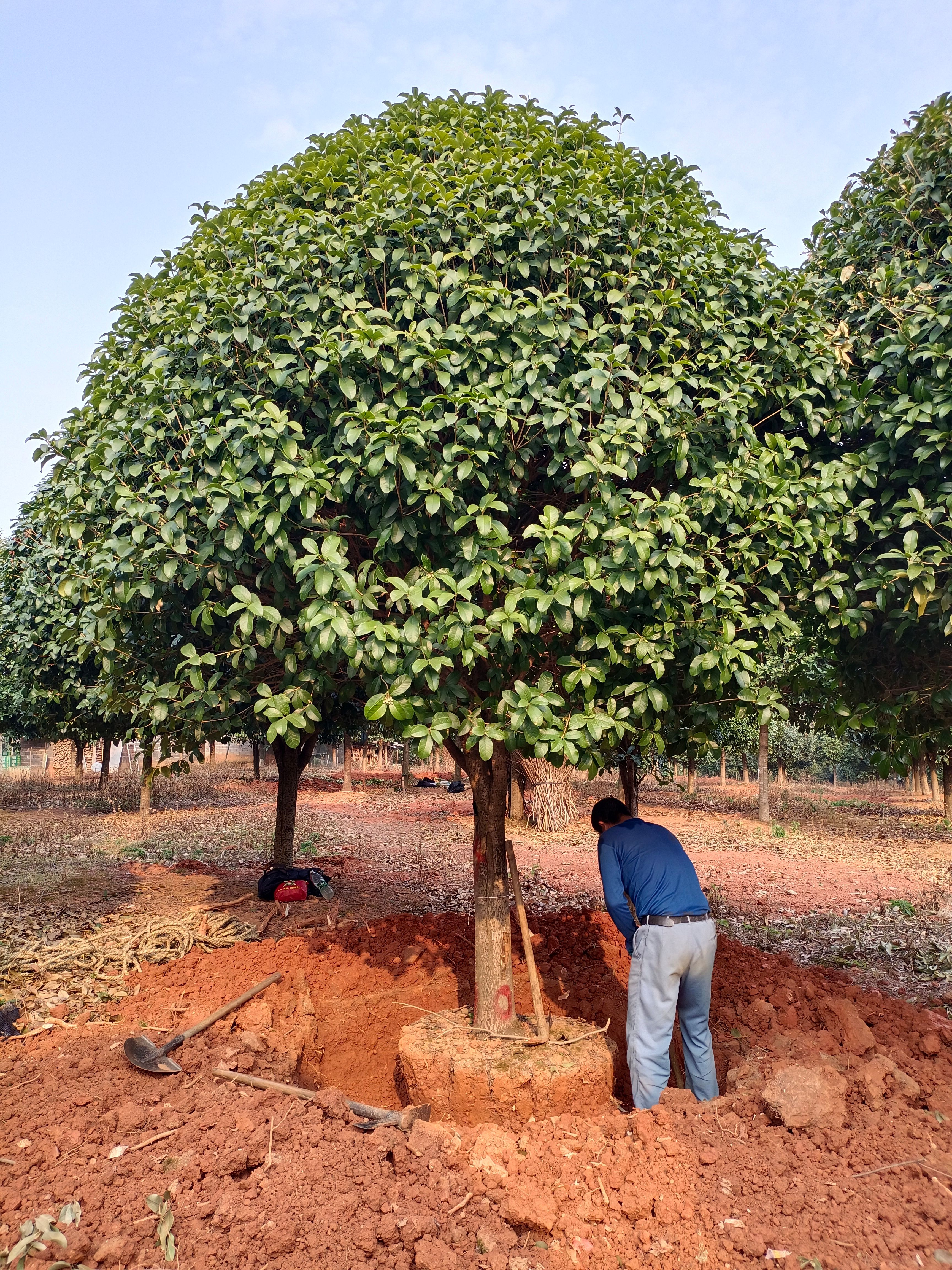 八月桂  精品20公分桂花，桂林货价格不高需要什么老板可以考察！欢迎！