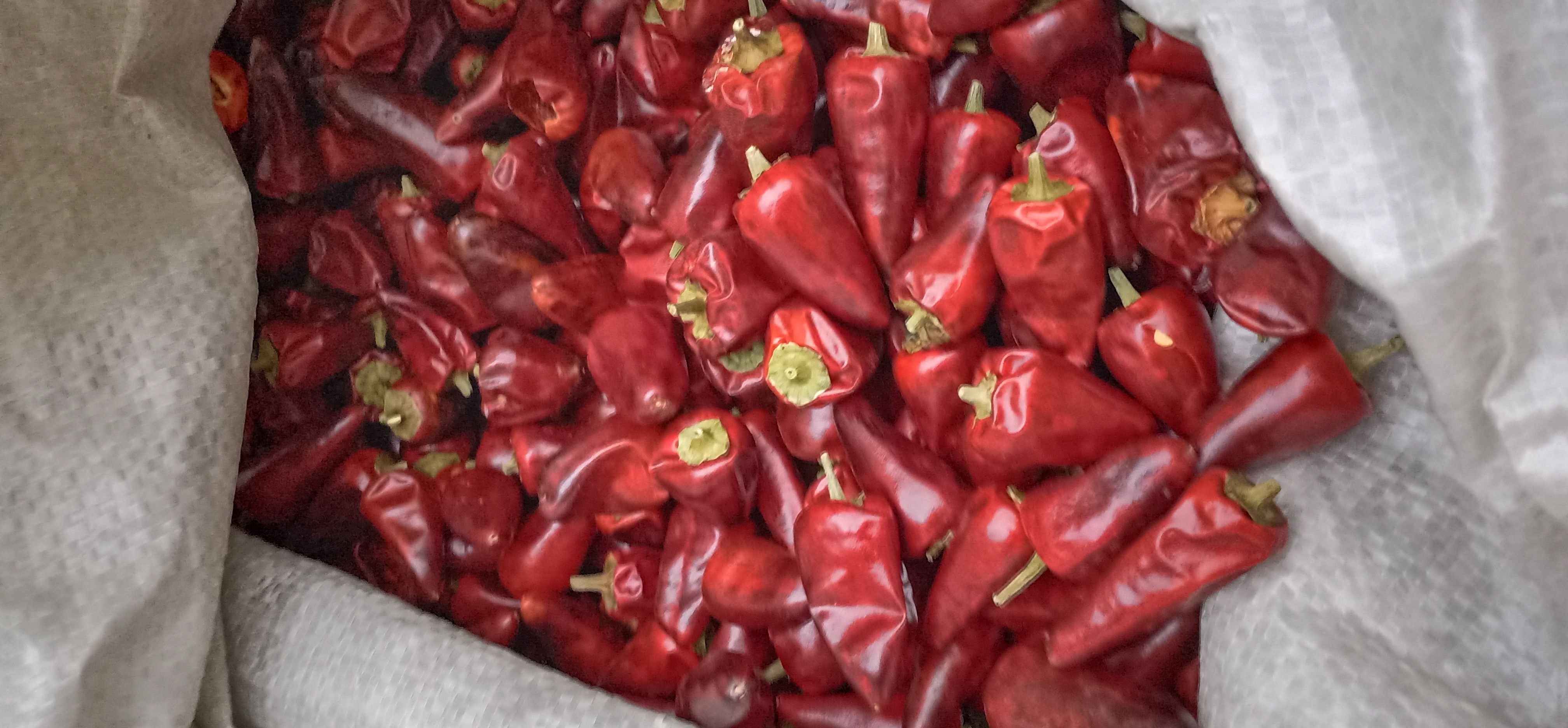 贵州虾子孑弹头中 辣型，香辣可口