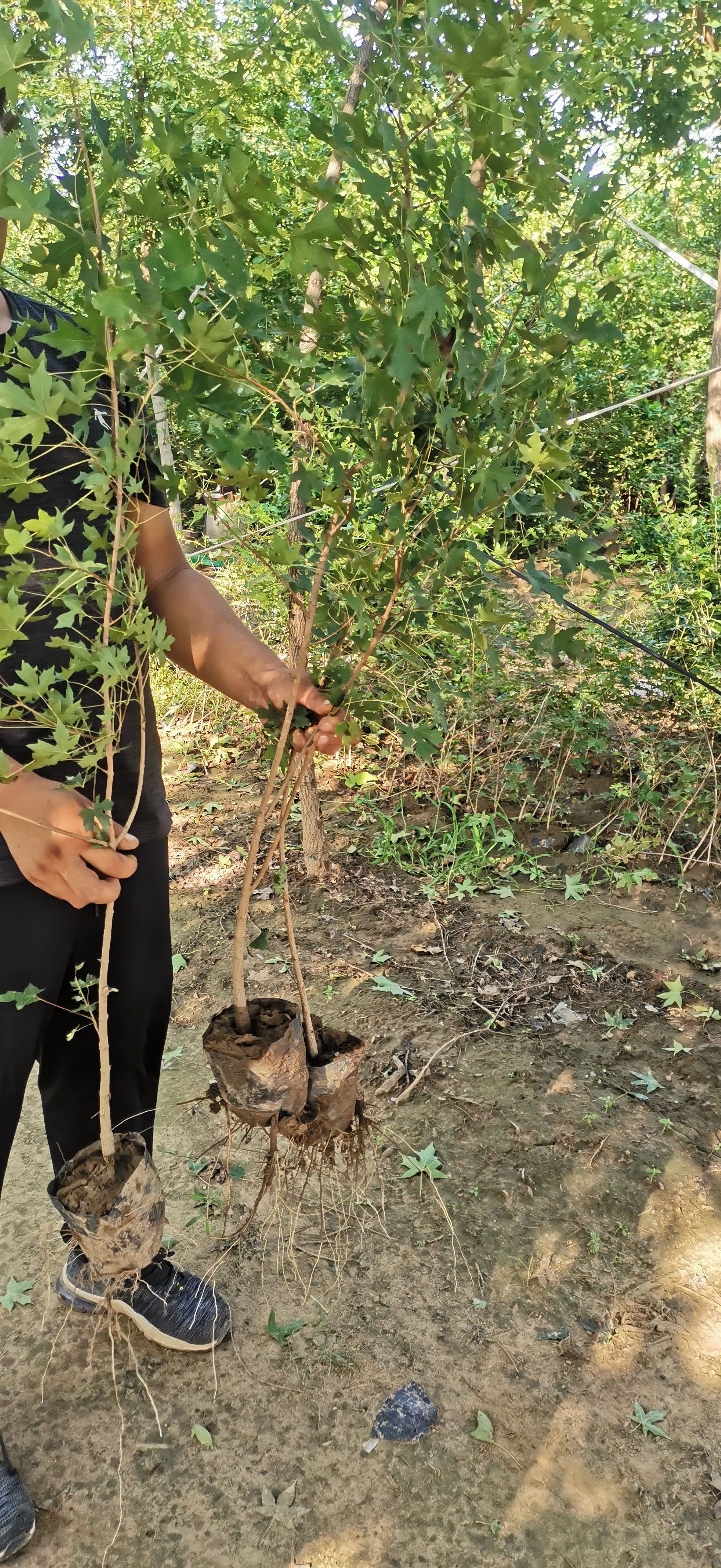 五角枫苗/营养杯五角枫苗
