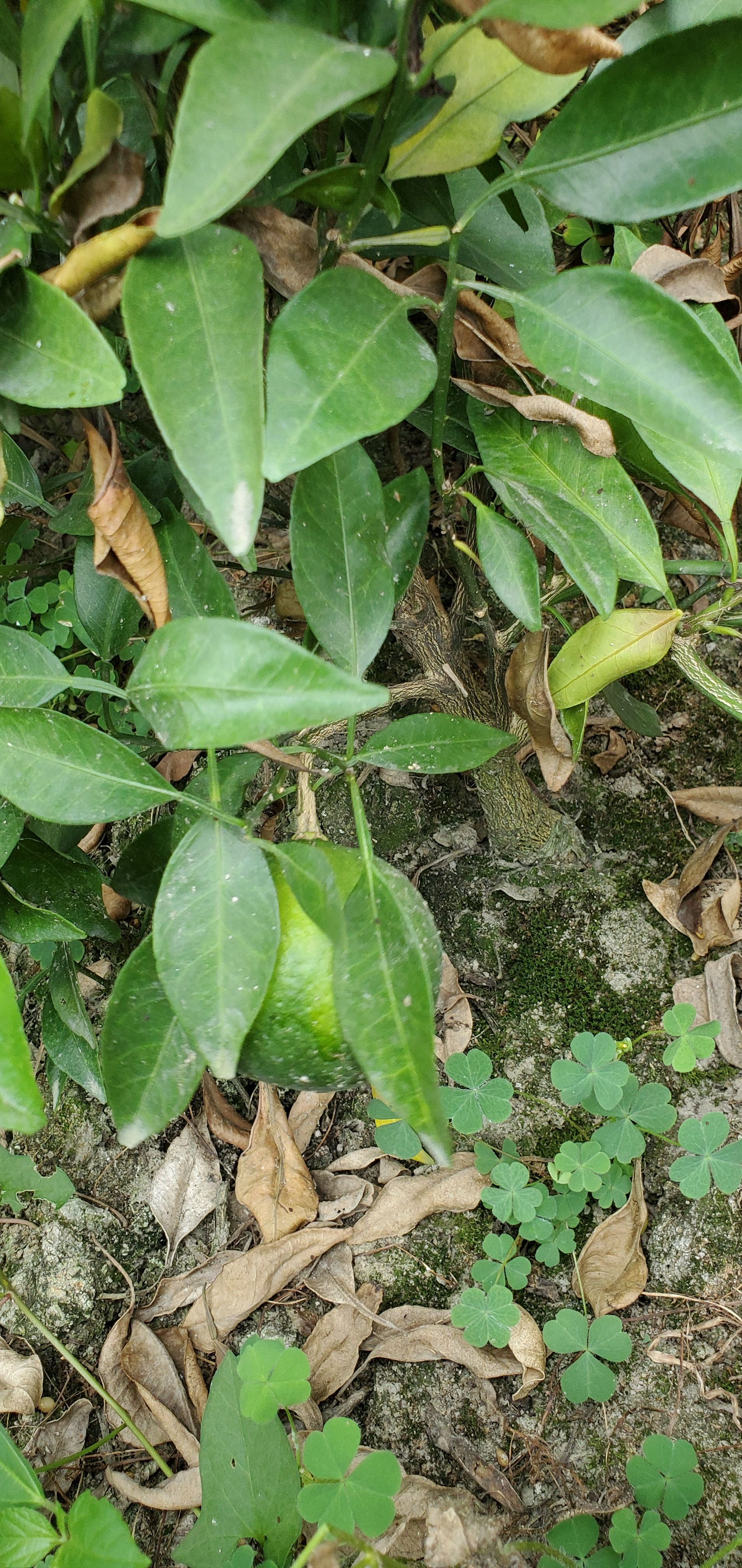 甘平柑橘苗  枳殼頭，甘平苗