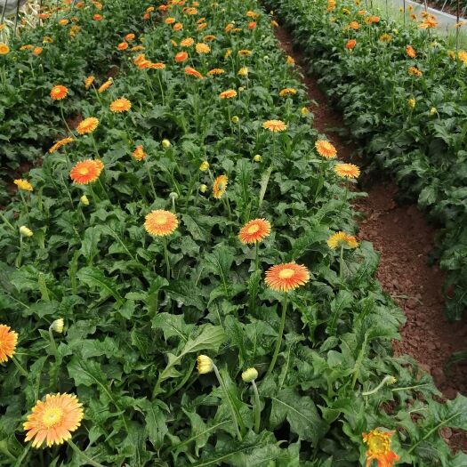 资中县非洲菊基地直供