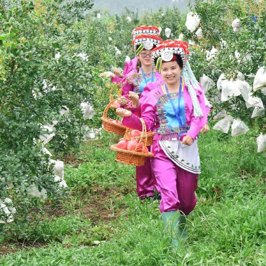 弥勒市 突尼斯软籽石榴