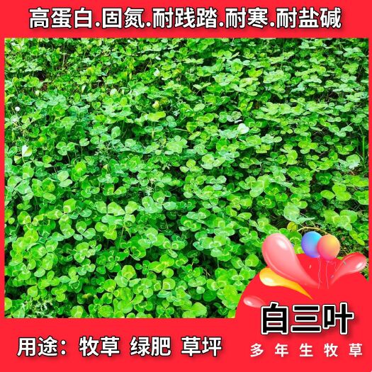 沭阳县三叶草种子  白三叶种子红三叶种子护坡草籽动物饲料绿化多年生