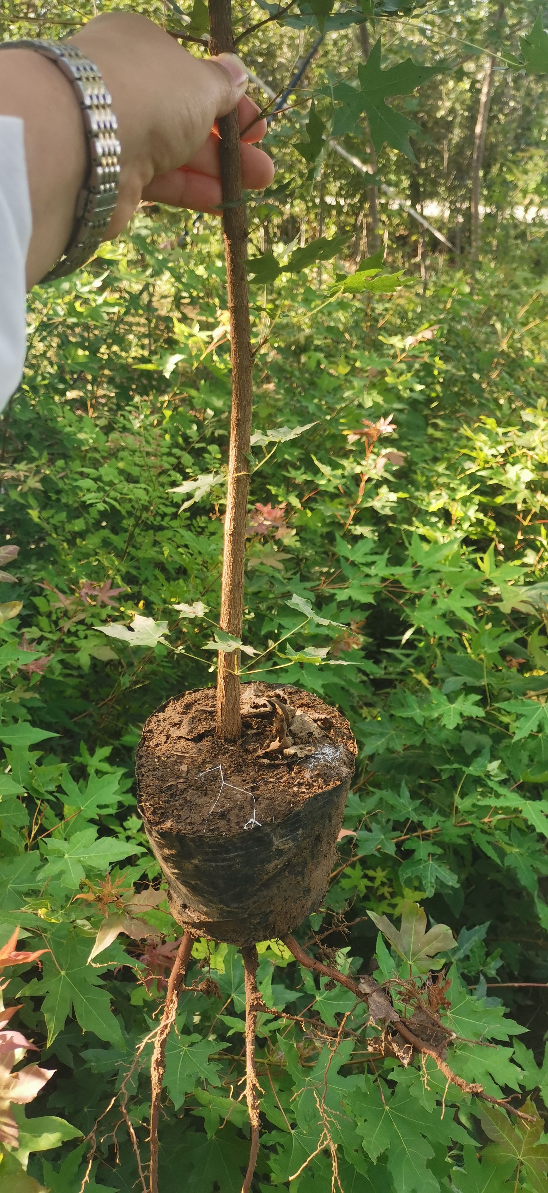 五角枫苗/营养杯五角枫苗