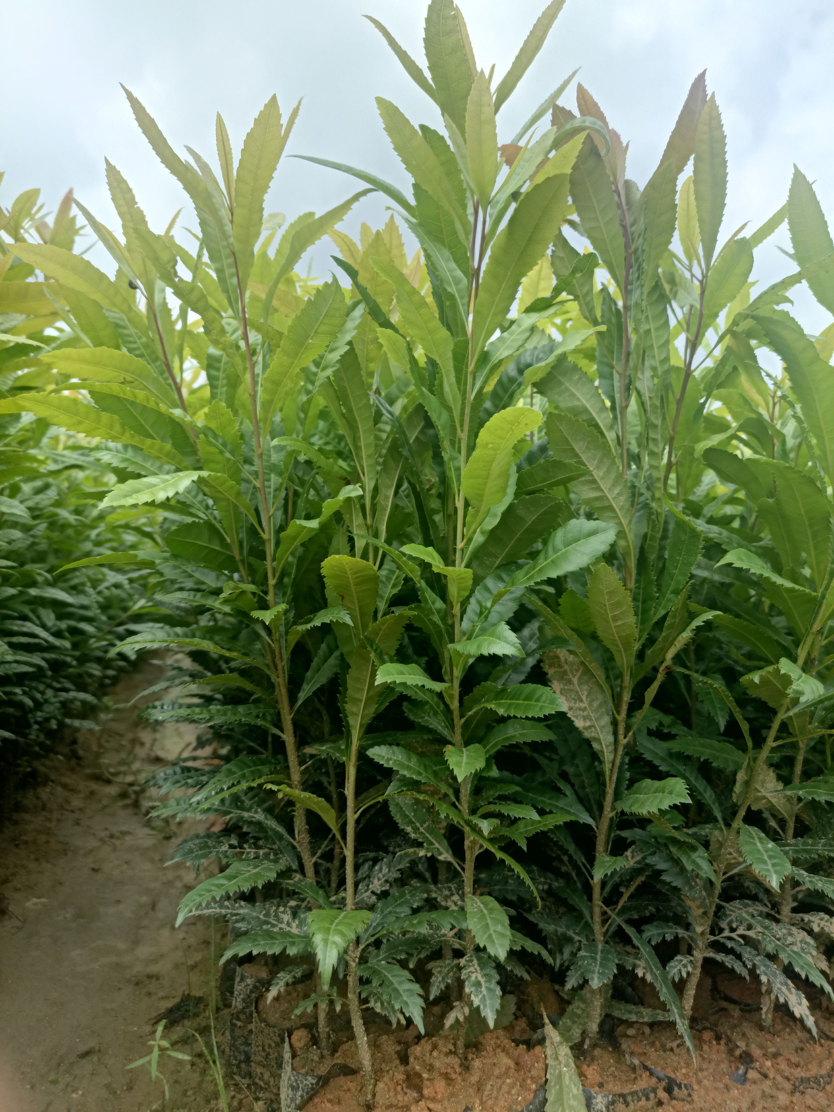 白杨梅树苗  30~50高杨梅树 杨梅杯苗袋苗