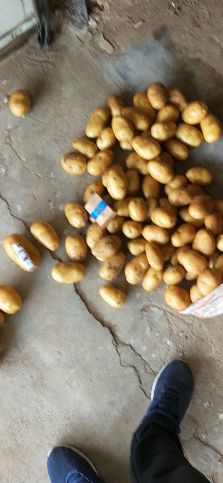 黄心土豆  边贸，薯片厂，食堂，电商，加工厂