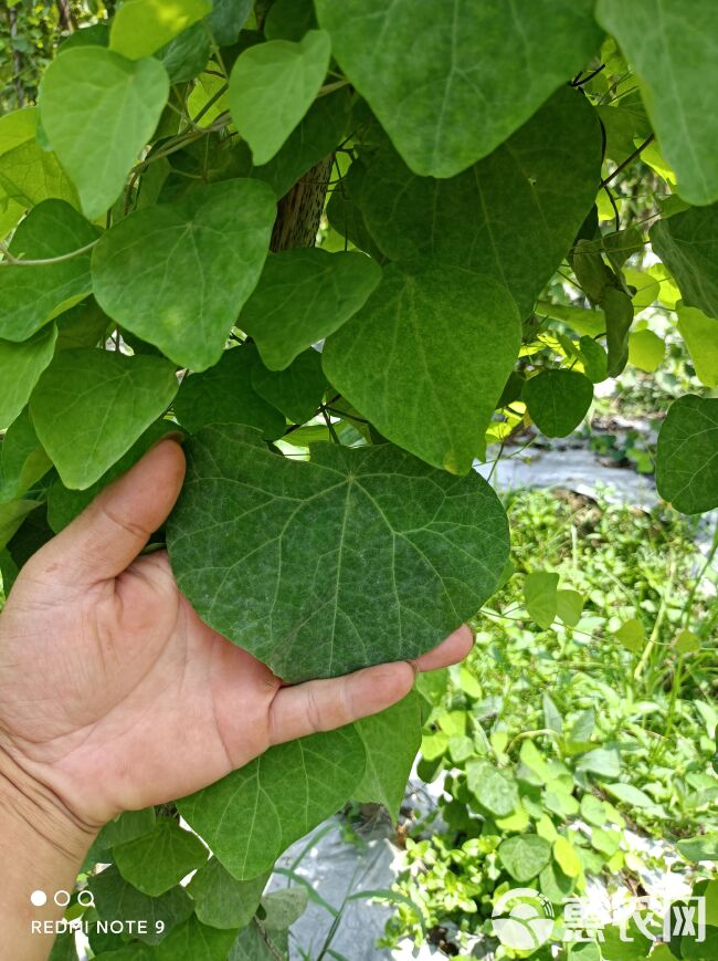 粉防己200种子包邮，好管理包教技术